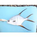 Trachinotus rhodopus Gill, 1863