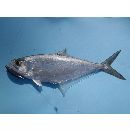 Oligoplites saurus (Bloch et Schneider, 1801)