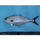 Oligoplites saurus (Bloch et Schneider, 1801)