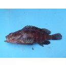 Alphestes multiguttatus (Gunther, 1867)