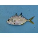 Caranx caninus Gunther, 1867