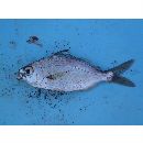 Eucinostomus currani Zahuranec, 1980