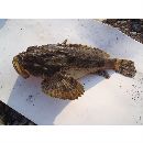 Scorpaena mystes Jordan et Starks, 1895