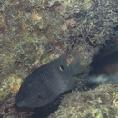 Stegastes albifasciatus (Schlegel et Muller, 1839)