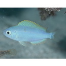 Teixeirichthys jordani (Rutter, 1897)