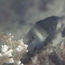 Stegastes albifasciatus (Schlegel et Muller, 1839)