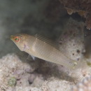 Halichoeres trimaculatus (Quoy et Gaimard, 1834)