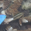 Stethojulis strigiventer (Bennett, 1832)