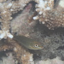 Stethojulis strigiventer (Bennett, 1832)