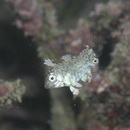 Macropharyngodon meleagris (Valenciennes, 1839)