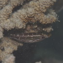 Stethojulis strigiventer (Bennett, 1832)