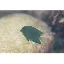 Ctenochaetus striatus (Quoy et Gaimard, 1825)