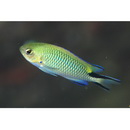 Pomachromis richardsoni (Snyder, 1909)