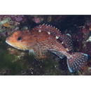 Sebastiscus tertius (Barsukov et Chen, 1978)