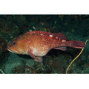 Sebastiscus tertius (Barsukov et Chen, 1978)