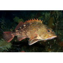 Sebastiscus tertius (Barsukov et Chen, 1978)