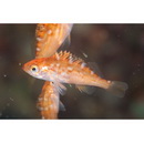 Sebastes ventricosus Temminck et Schlegel, 1843