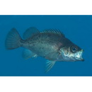 Sebastes ventricosus Temminck et Schlegel, 1843