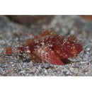 Scorpaenopsis cotticeps Fowler, 1938