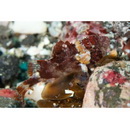 Sebastapistes perplexa Motomura, Aizawa et Endo, 2014