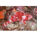 Sebastapistes perplexa Motomura, Aizawa et Endo, 2014