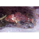 Sebastapistes perplexa Motomura, Aizawa et Endo, 2014