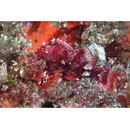 Sebastapistes perplexa Motomura, Aizawa et Endo, 2014