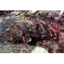 Sebastapistes perplexa Motomura, Aizawa et Endo, 2014