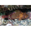 Sebastapistes perplexa Motomura, Aizawa et Endo, 2014