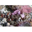 Sebastapistes perplexa Motomura, Aizawa et Endo, 2014