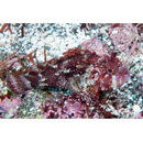 Sebastapistes perplexa Motomura, Aizawa et Endo, 2014