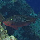 Scarus niger Forsskal, 1775