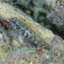 Eviota prasina (Klunzinger, 1871)