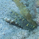 Cryptocentrus nigrocellatus (Yanagisawa, 1978)