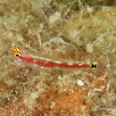 Eviota cometa Jewett et Lachner, 1983