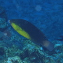 Anampses twistii Bleeker, 1856