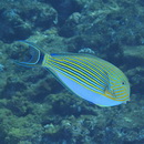 Acanthurus lineatus (Linnaeus, 1758)