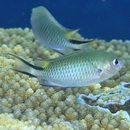 Pomachromis richardsoni (Snyder, 1909)