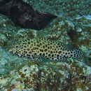Epinephelus merra Bloch, 1793