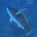 Scarus chameleon Choat et Randall, 1986