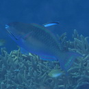 Scarus chameleon Choat et Randall, 1986