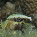 Scarus niger Forsskal, 1775