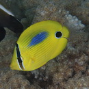 Chaetodon plebeius Cuvier, 1831