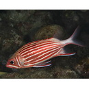 Sargocentron diadema (Lacepede, 1802)