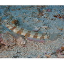 Amblyeleotris periophthalma (Bleeker, 1853)