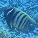 Pomacanthus sexstriatus (Cuvier, 1831)