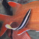 Labroides bicolor Fowler et Bean, 1928