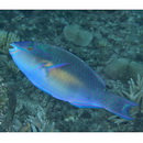 Scarus chameleon Choat et Randall, 1986