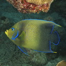 Pomacanthus semicirculatus (Cuvier, 1831)