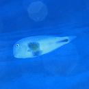 Iniistius celebicus (Bleeker, 1856)